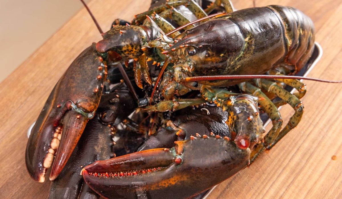 Lobster on food tray